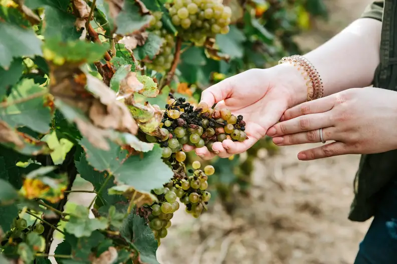 Vine Vision: NASA’s Airborne Technology Spots Stealthy Grape Disease