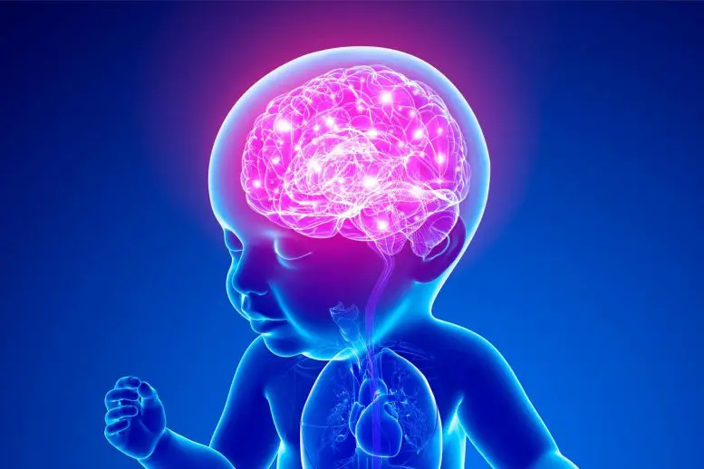 New Study Links Infant Stunting to Differences in Cognitive and Brain Function