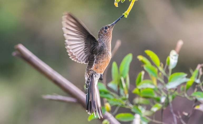 Mini Backpacks Reveal New Giant Hummingbird Species