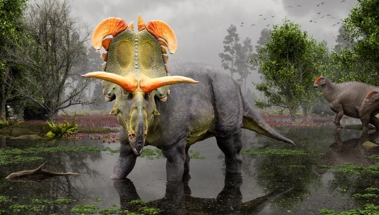 Giant Horned Lokiceratops: Remarkable New Dinosaur Unearthed in the Ancient Swamps of Montana